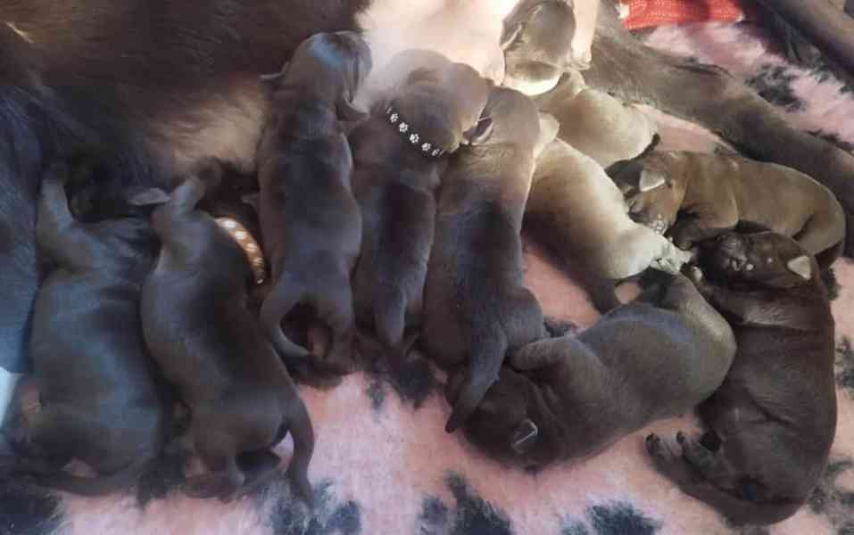 labrador retriver for rehoming  - foto 3