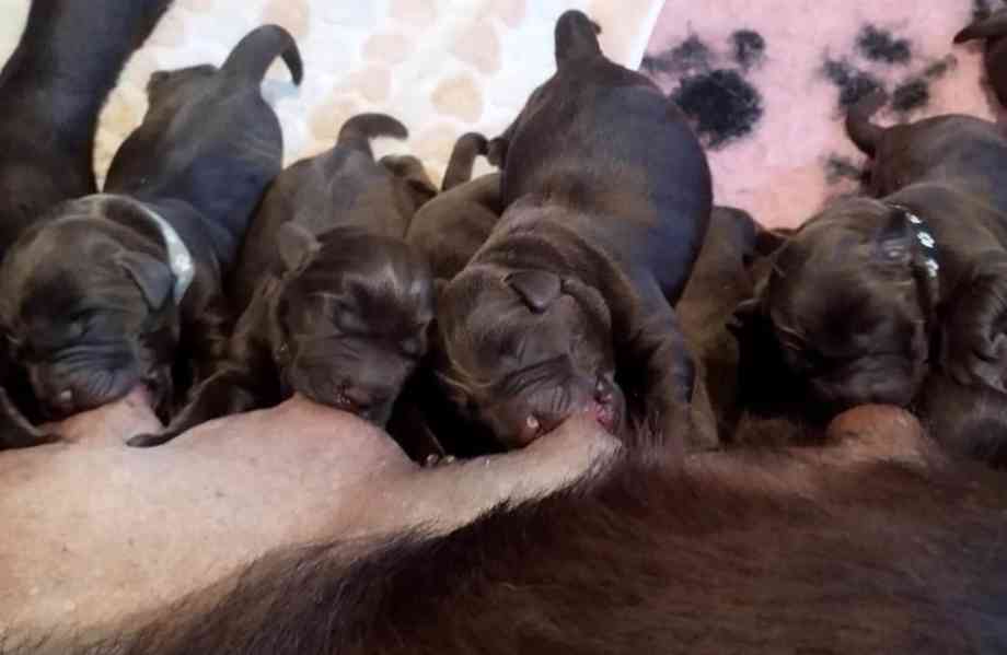 labrador retriver for rehoming  - foto 5