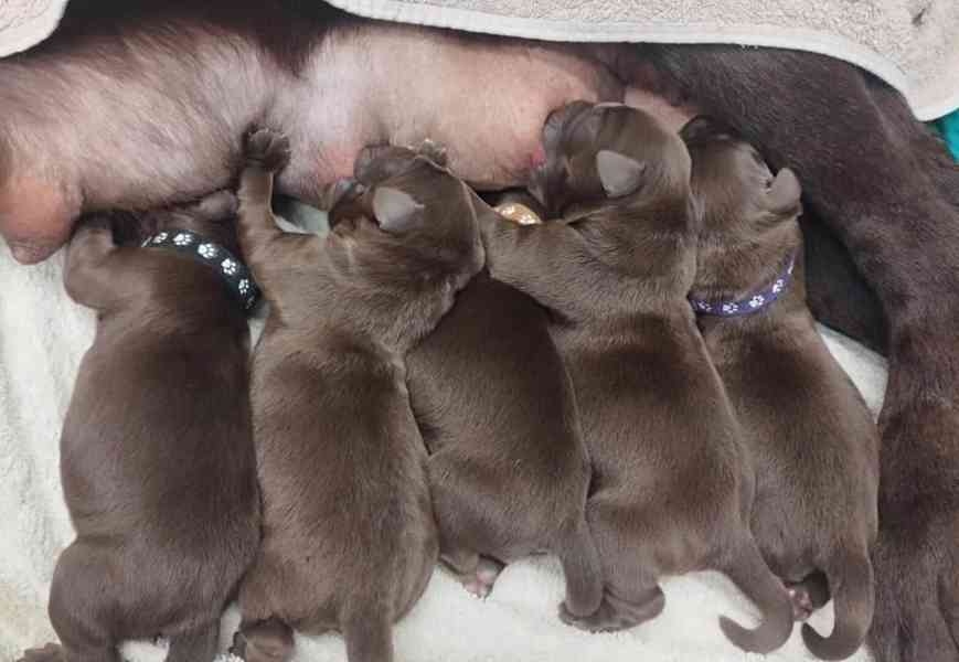 labrador retriver for rehoming  - foto 4