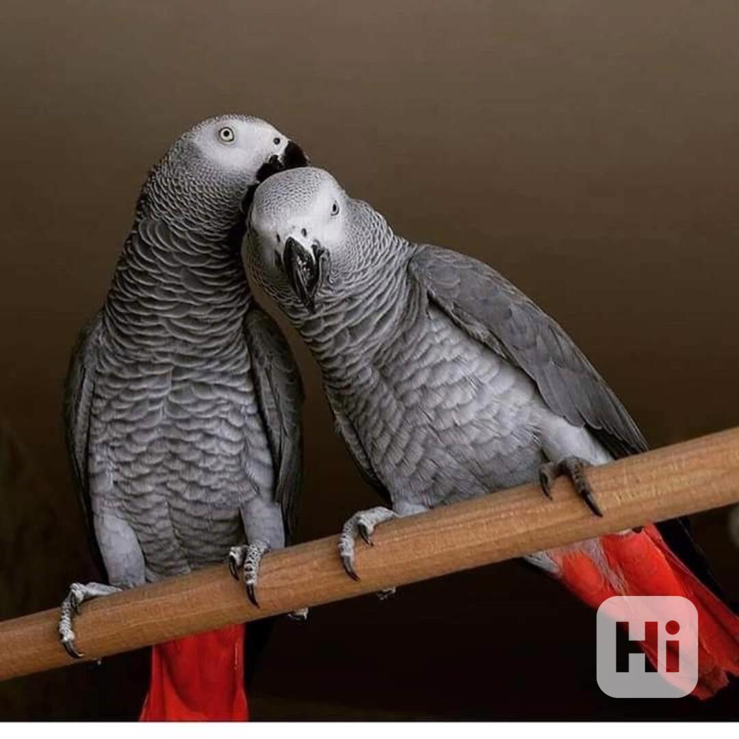 Pár mluvících papoušků šedých. - foto 1