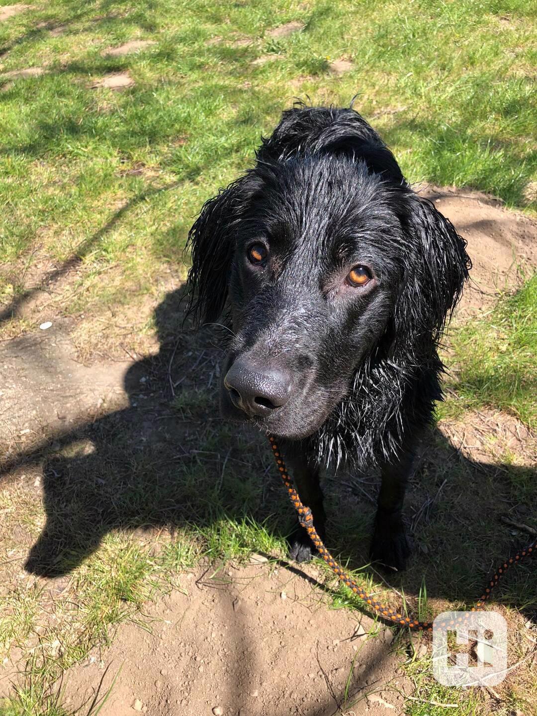 Daruji 8 měsíční štěně křížence labradora - foto 1