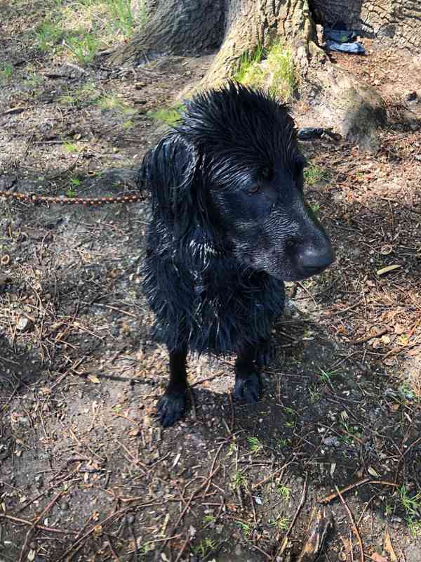 Daruji 8 měsíční štěně křížence labradora - foto 4