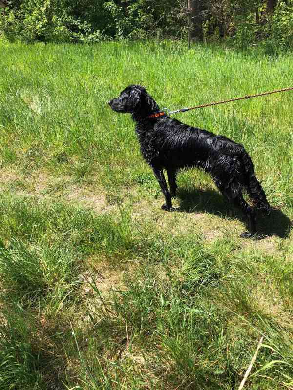 Daruji 8 měsíční štěně křížence labradora - foto 2