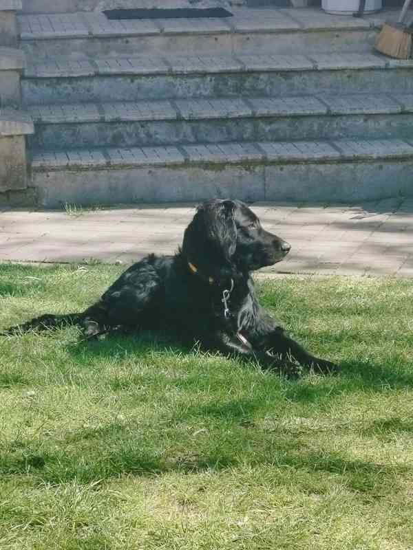 Daruji 8 měsíční štěně křížence labradora - foto 3