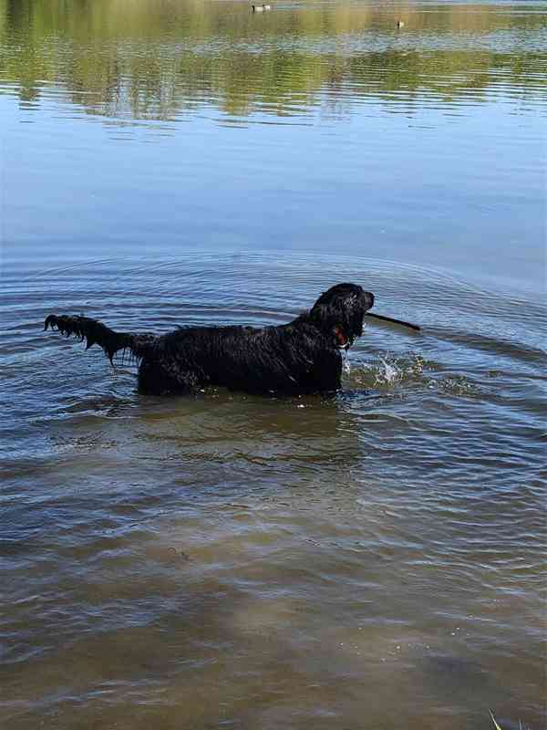 Daruji 8 měsíční štěně křížence labradora - foto 5