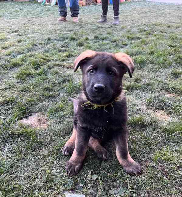 Štěňata německého  - foto 6