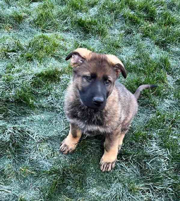 Štěňata německého  - foto 4