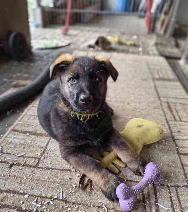 Štěňata německého  - foto 1