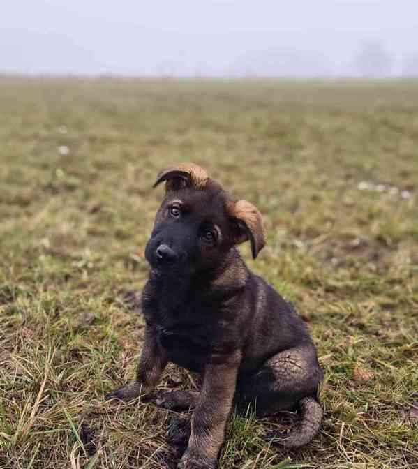 Štěňata německého  - foto 2