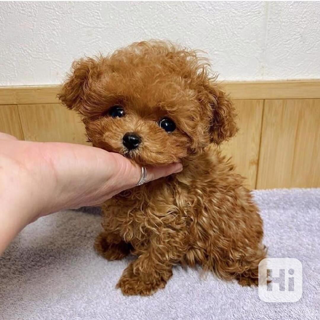 K dispozici pěkná a zdravá štěňata pudla - foto 1