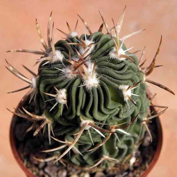 Kaktus Echinofossulocactus dicharoacanthus - semena
