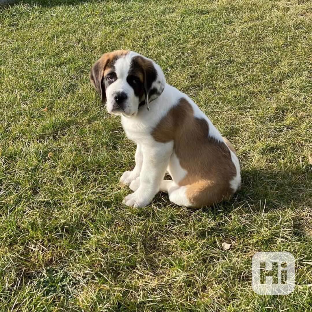 Štěně bernardince k adopci zdarma. - foto 1