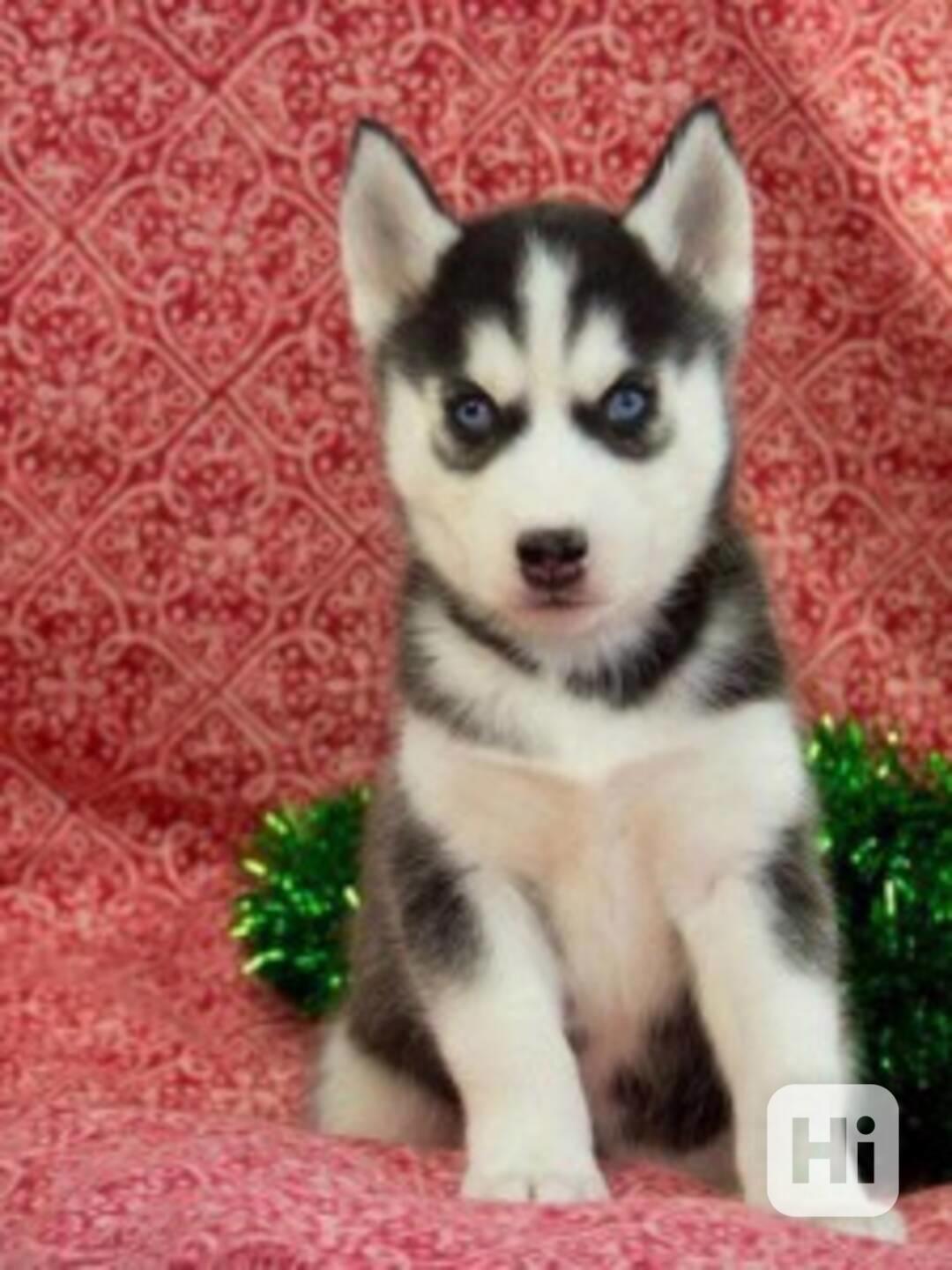 Sibiřský husky - foto 1