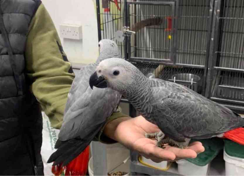  Krásní volní papoušci šedí z Afriky k dispozici  - foto 2