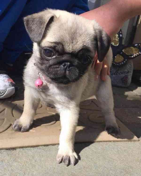 Štěňata mopse připravená k adopci. Štěňata byla vychována ve - foto 1