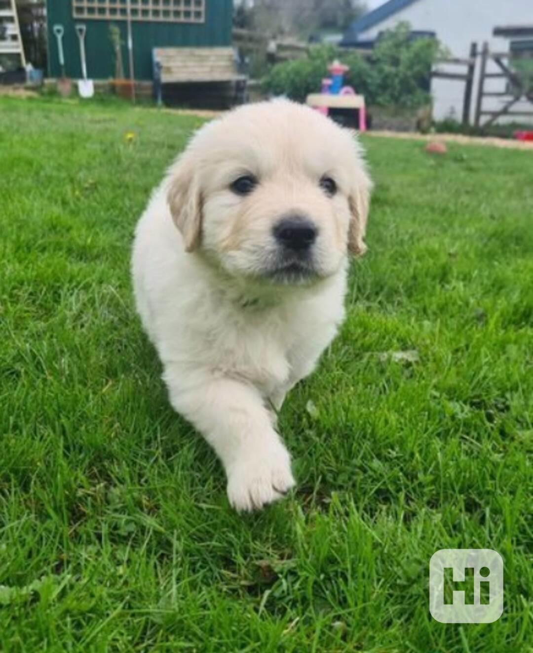 Štěňata zlatého retrívra k adopci - foto 1