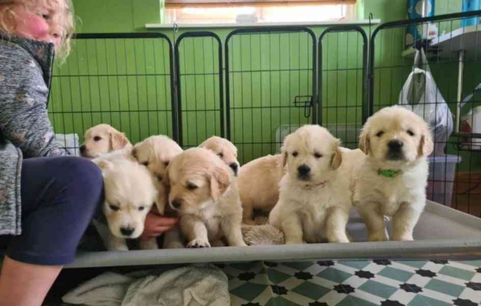 Štěňata zlatého retrívra k adopci - foto 5