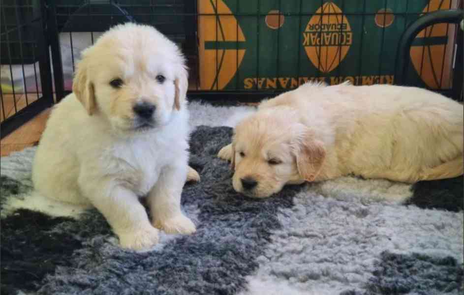 Štěňata zlatého retrívra k adopci - foto 2