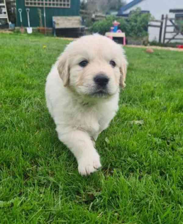 Štěňata zlatého retrívra k adopci - foto 1