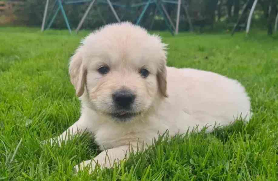 Štěňata zlatého retrívra k adopci - foto 6