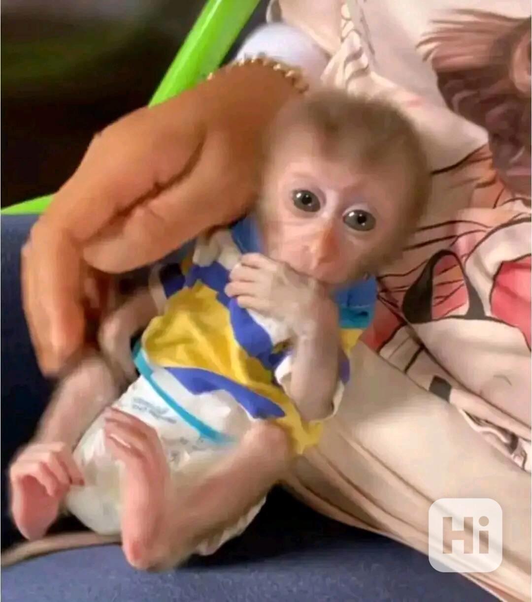 kapucínské opice - foto 1