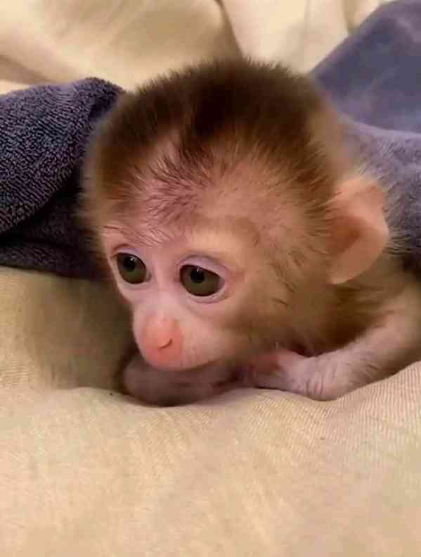 kapucínské opice - foto 2