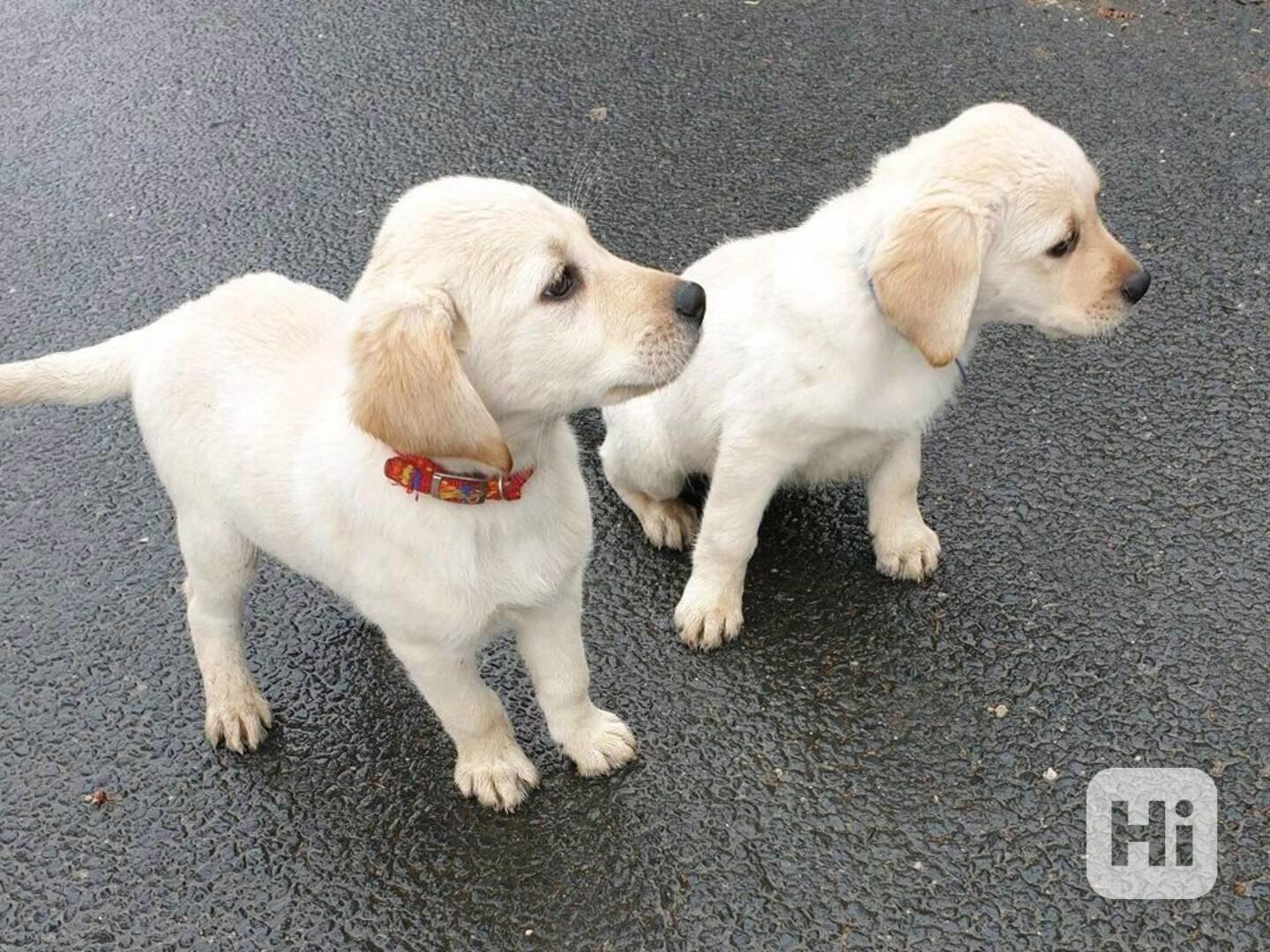 Roztomilá hnědočerná štěňata labrada na prodej - foto 1