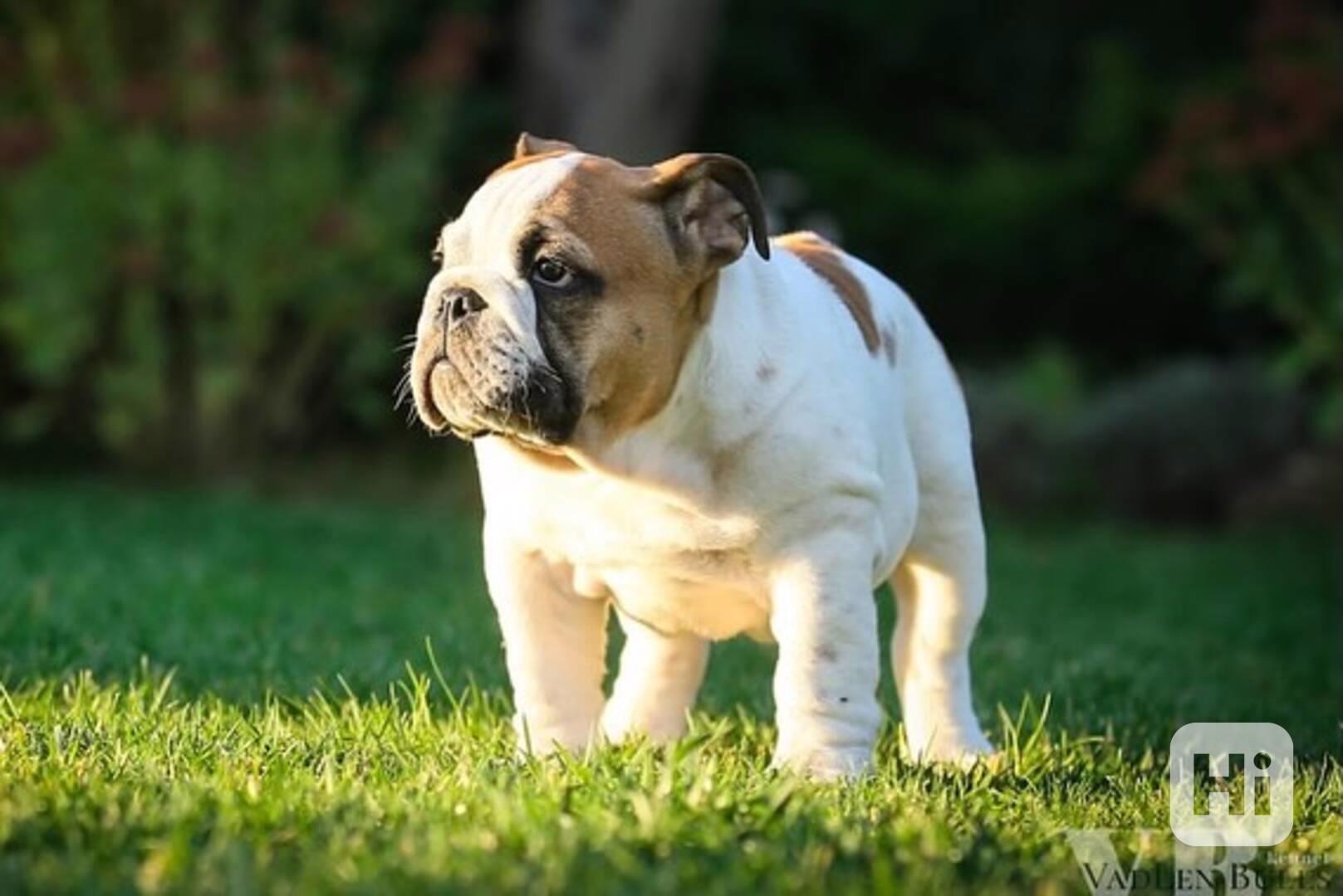 Štěňata francouzského buldoka AKC (psi a feny) - foto 1