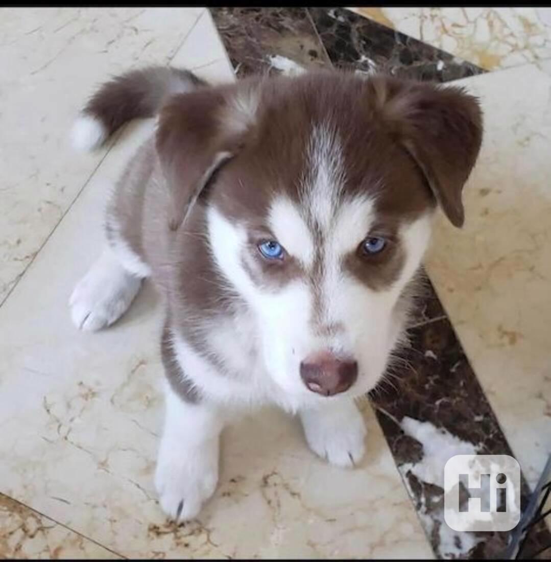 štěňata sibiřského huskyho k adopci - foto 1