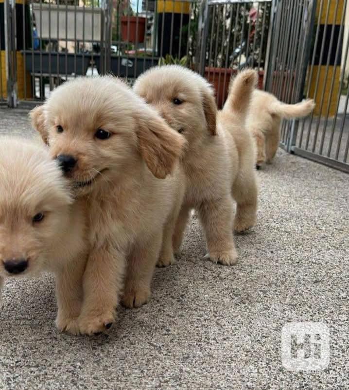 Štěňata zlatého retrívra k novému domovu. - foto 1