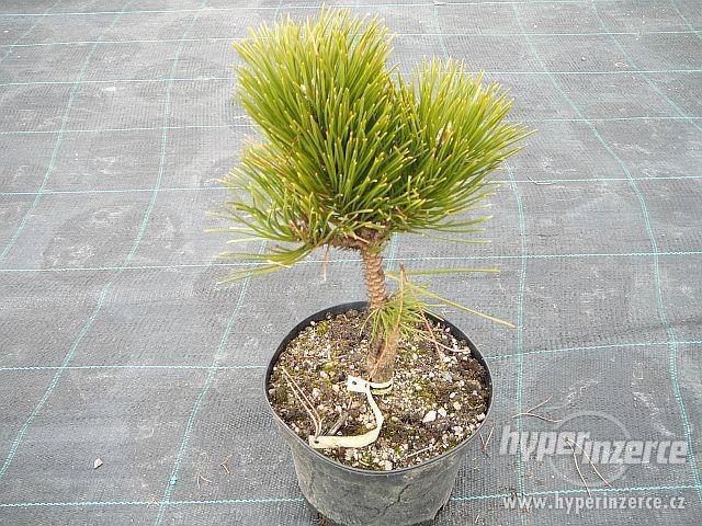 Prodej čarovějníku různé druhy a velikostí - foto 1