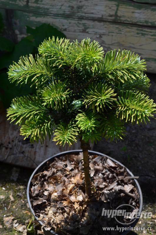 Prodej čarovějníku různé druhy a velikostí - foto 2