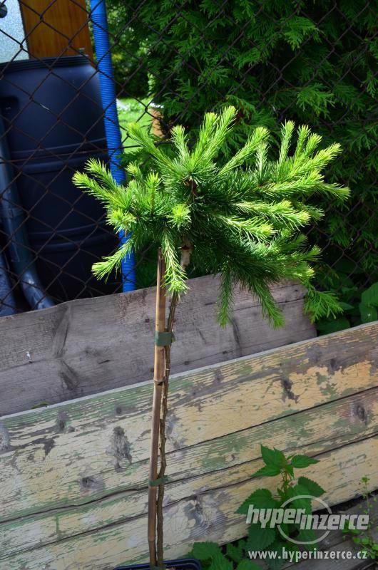 Prodej čarovějníku různé druhy a velikostí - foto 3