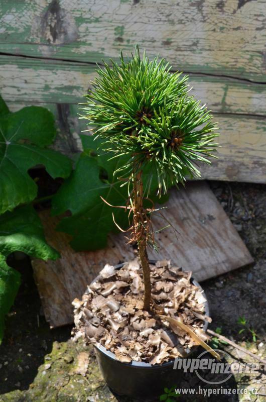 Prodej čarovějníku různé druhy a velikostí - foto 4