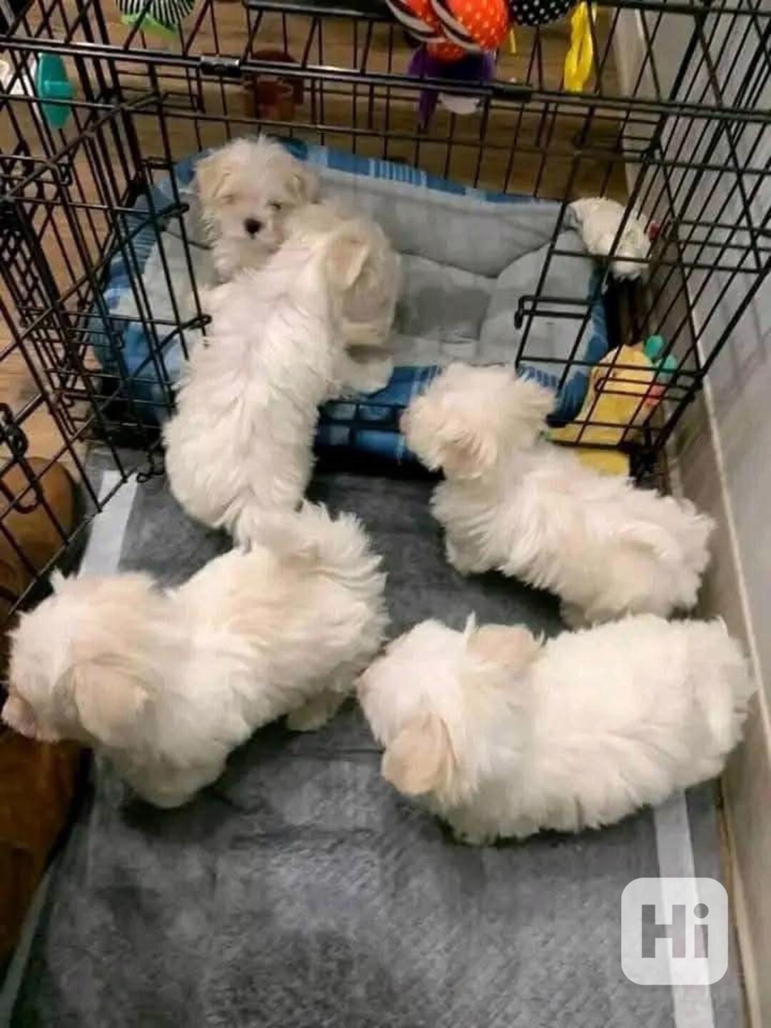  Nieuwe Havanese pups zijn klaar om naar hun nieuwe thuis te - foto 1