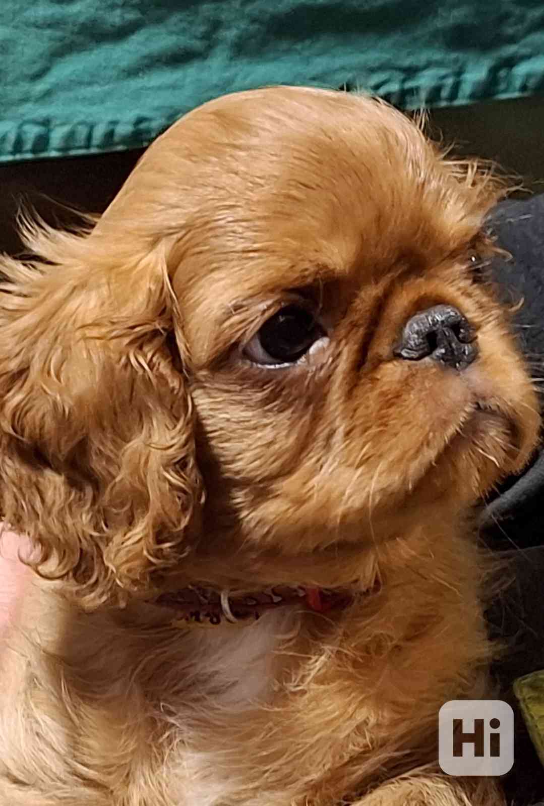 King Charles španiel - foto 1