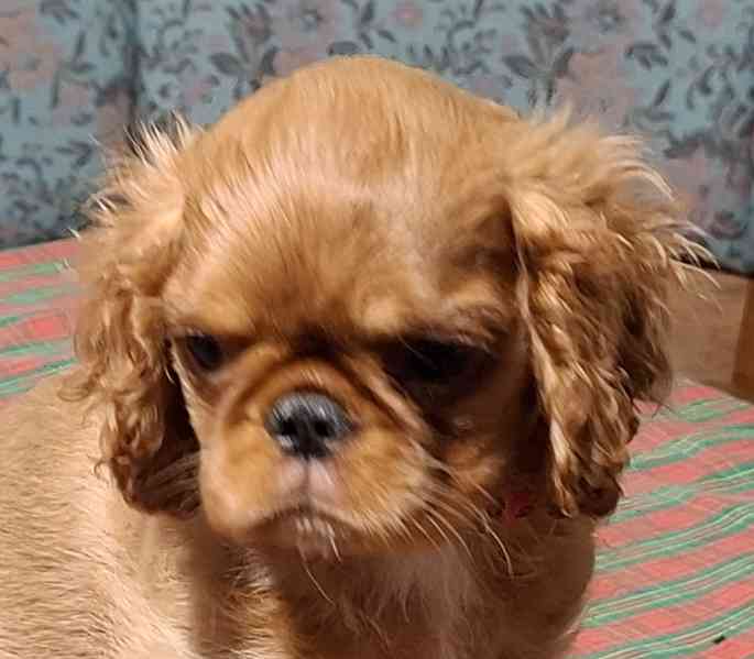 King Charles španiel - foto 2