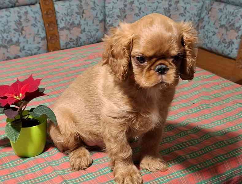 King Charles španiel - foto 3