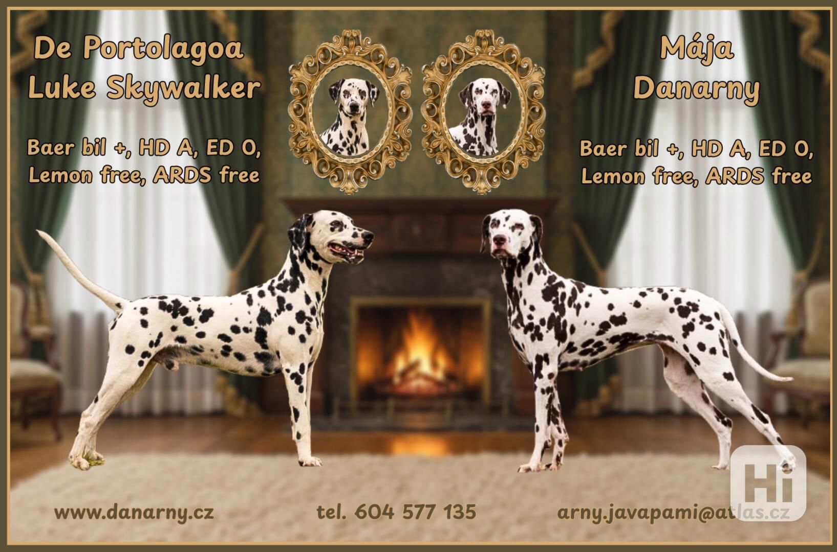 Dalmatin - štěňátka s PP FCI - foto 1