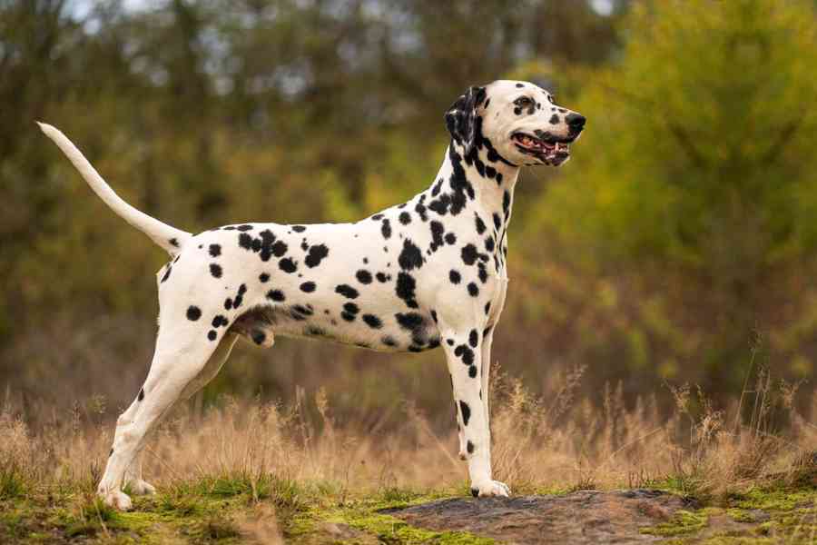Dalmatin - štěňátka s PP FCI - foto 5