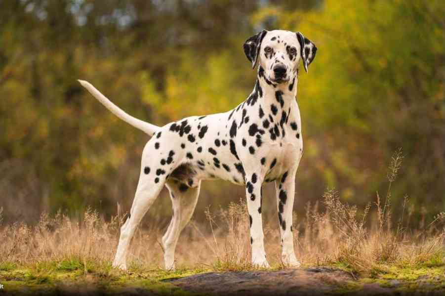 Dalmatin - štěňátka s PP FCI - foto 4