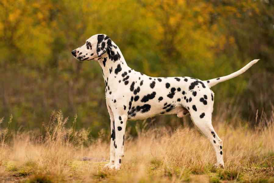 Dalmatin - štěňátka s PP FCI - foto 6