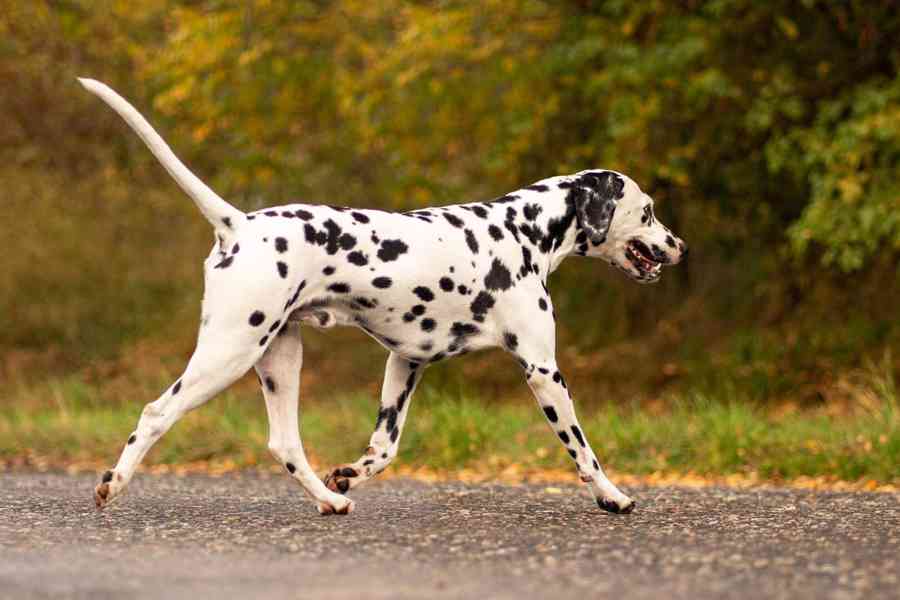 Dalmatin - štěňátka s PP FCI - foto 3