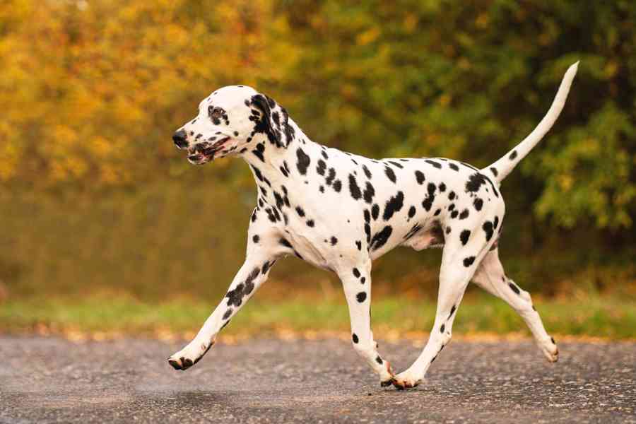 Dalmatin - štěňátka s PP FCI - foto 2