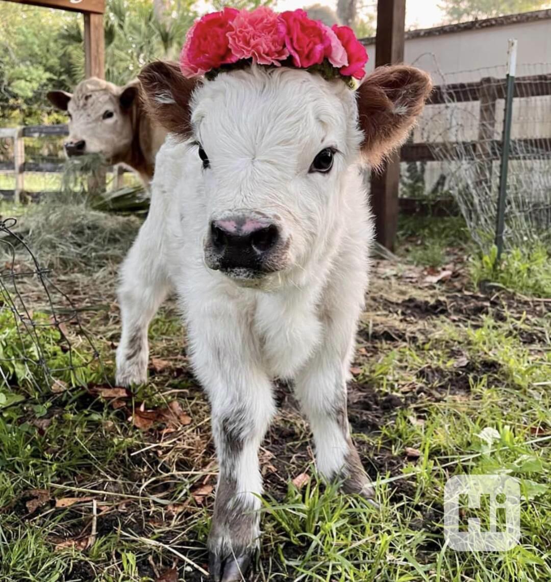 🐄 Mini skotské krávy - foto 1