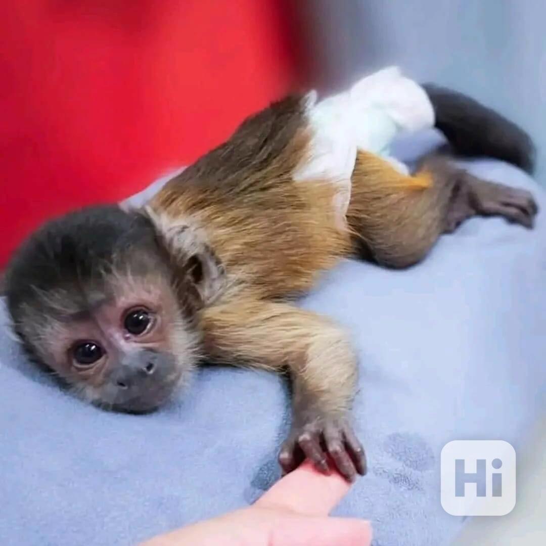 K dispozici perfektní kapucínské opice - foto 1