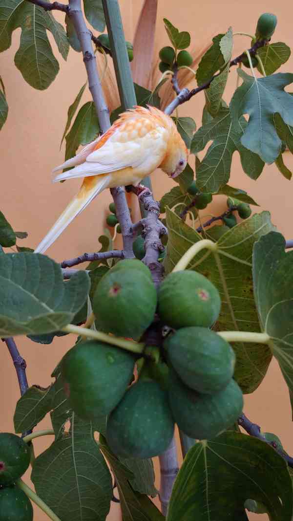 Stromkový fíkovník - foto 2