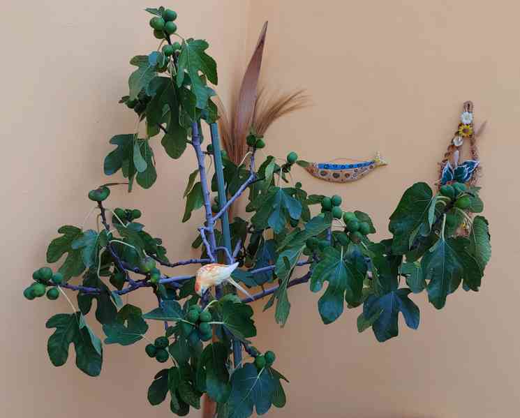 Stromkový fíkovník - foto 3