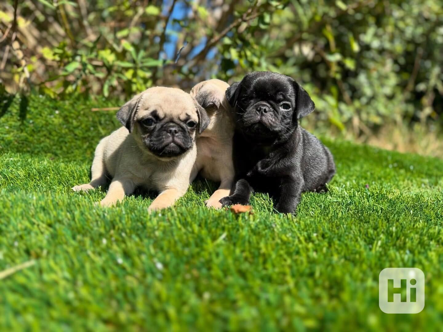 **Krásná štěňata mopse na prodej - foto 1