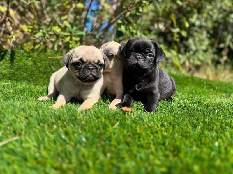 **Krásná štěňata mopse na prodej